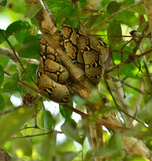 Maleisie-WestMaleisie-Sabah-Sukau-Reticulatedpython(8)