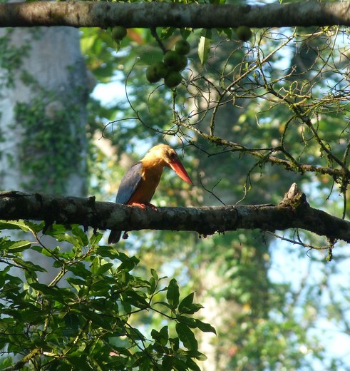 Vogel in Tanum, Sabah