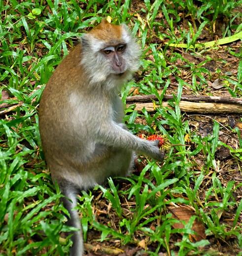 Maleisie-WestMaleisie-TamanNegara-aapjemetvruchtinhand(8)