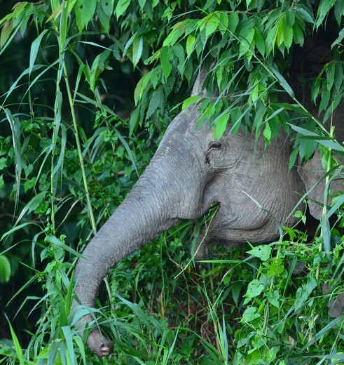 Maleisie-sabah-sukauNP-olifant