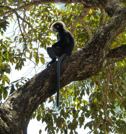 Maleisie_langkawi-aapspotten