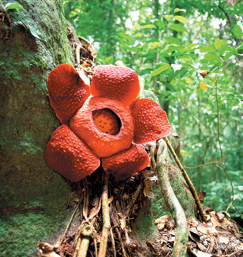 Bloem in Mulu NP, Maleisië