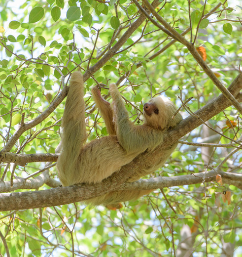 Luiaarden in Manuel Antonio National Park, Costa Rica