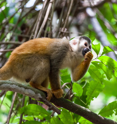 Doodshoofdaapje in Manuel Antonio National Park, Costa Rica