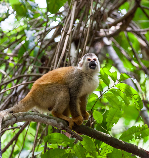 Manuel-Antonio-6-Squirrel-Monkey_1_390119