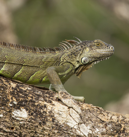 Reptielen in Manuel Antonio National Park