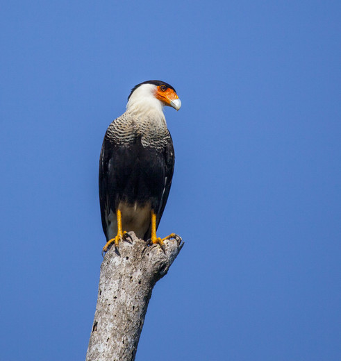 Roofvogel in Manuel Antonio National Park