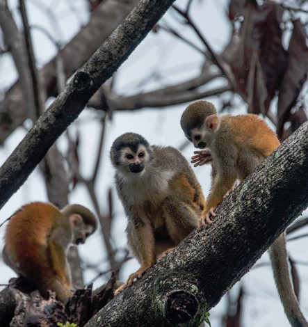 Doodshoofdapen samen in de boom in Costa Rica