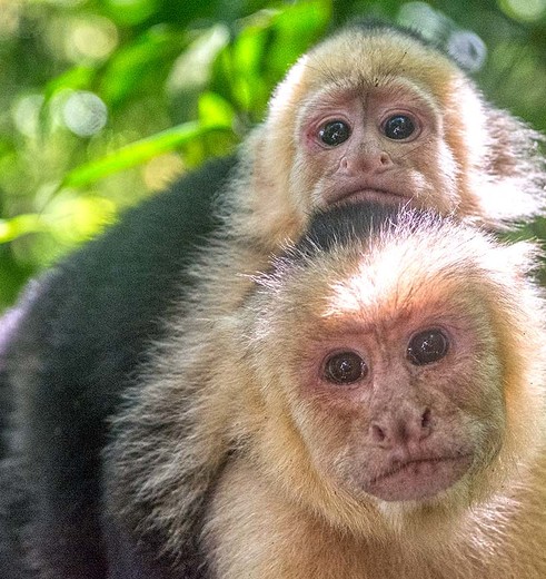 Aapjes in Manuel Antonio National Park, Costa Rica