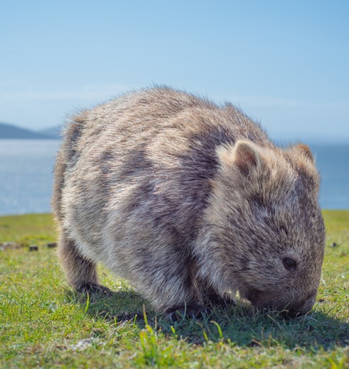Wombat op Mirai Island, Tasmanië, Australië