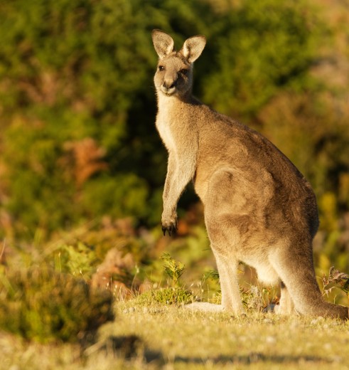 kangoeroe op Maria Island, Tasmanië, Australië