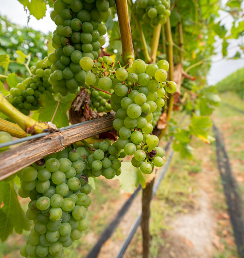 Martinborough-Wijntour-1_1_593034