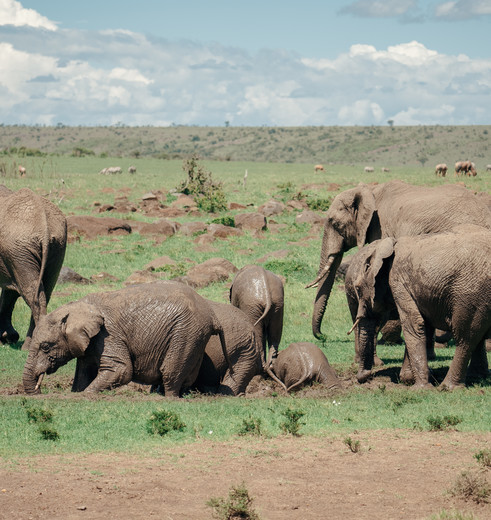 Olifanten spotten in Masai Mara, Kenia