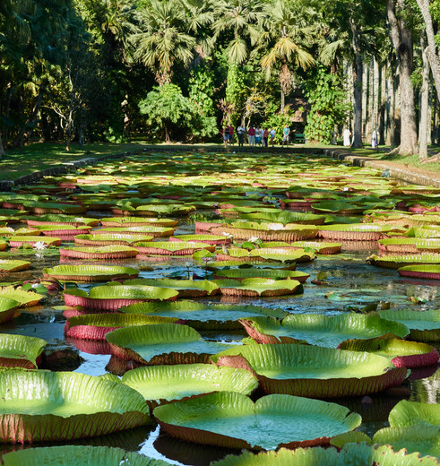 De beroemde reuze lelies in de botanische tuin van Pamplemousses, Mauritius