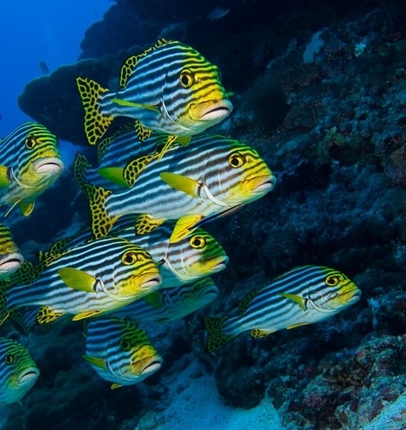 Meeru-Dive-04-e88e4c14