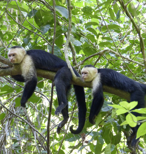 Apen in Manuel Antonio National Park