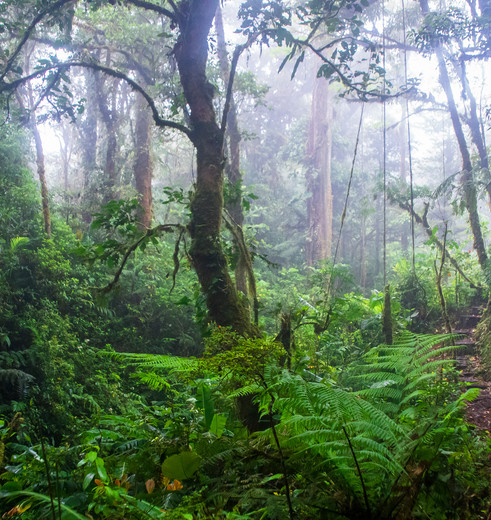 Hiken door het nevelwoud in Monteverde