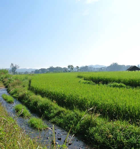 Myanmar-Hsipaw-rijsvelden(8)