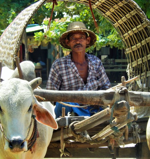 Myanmar-Monywa-ossenwagen(8)