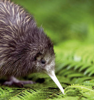 Kiwi’s op Kapiti Island