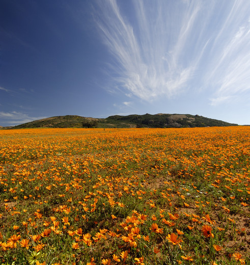 In de droge halfwoestijn van Namaqualand ligt Springbok