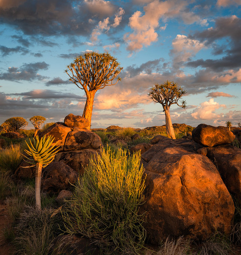 Namibia-QuiverTreeForest(12)