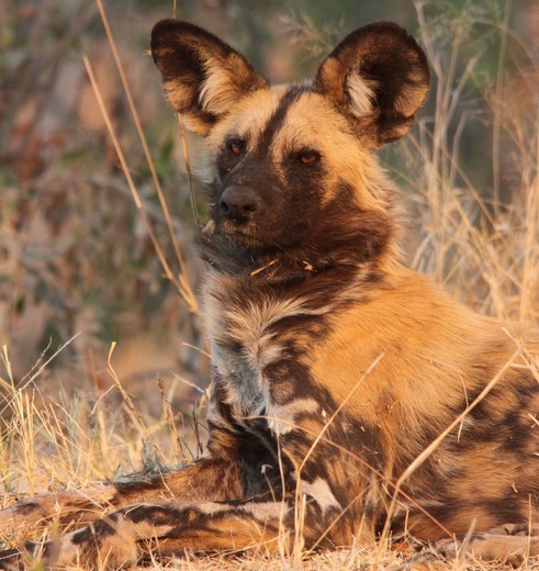 Caprivi Strook Namushasha River Lodge Wild dog(10)