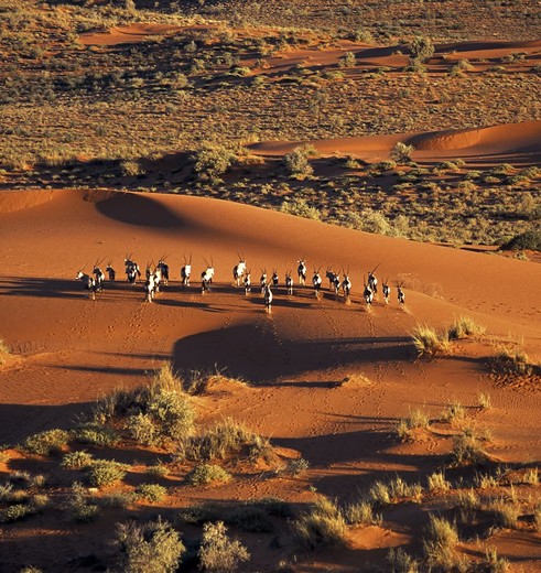 Kalahari woestijn(10)