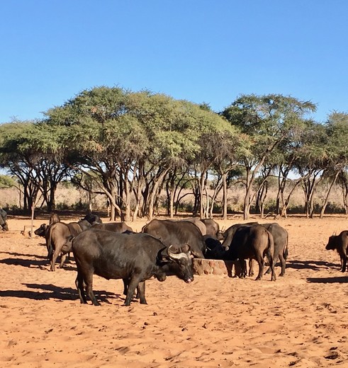 Namibie-Waterberg-Plateau-Buffels