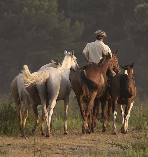 Gaucho met paarden op de Narbona Wine Lodge, Carmelo, Uruguay