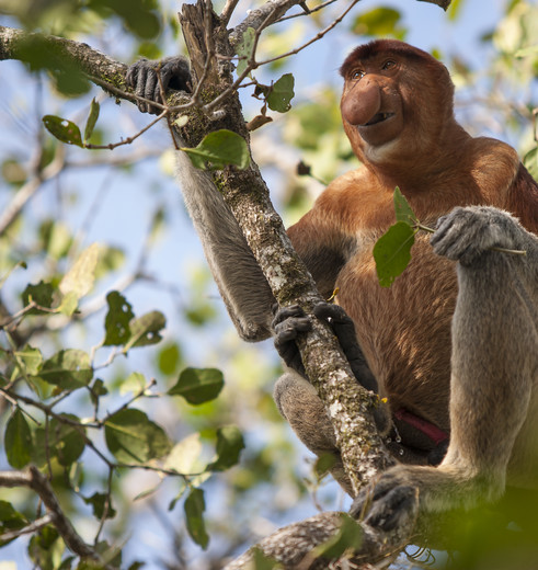 Zie neusapen in Maleisië