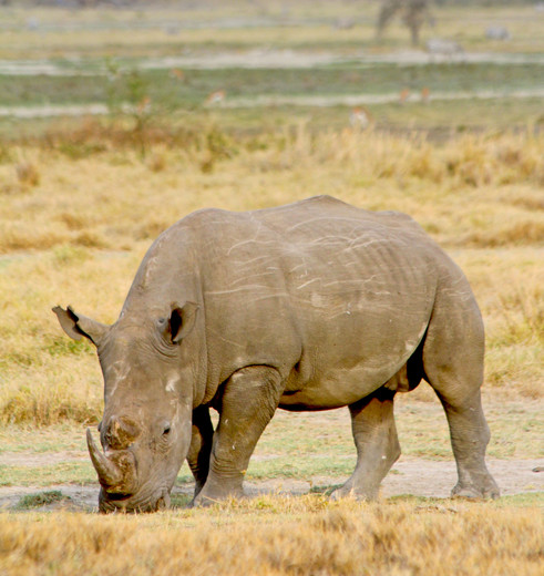 Spot de witte én zwarte neushoorns in Lake Nakuru, Tanzania