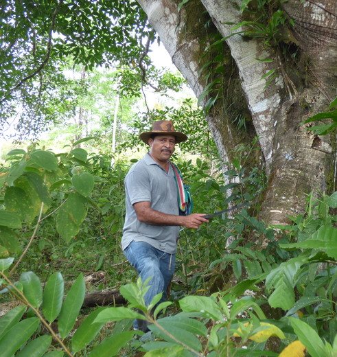 Jungle en chocoladetour in El Castillo