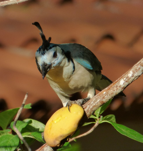 Nicaragua-Laguna-Apoyo-Vogel_1_389756