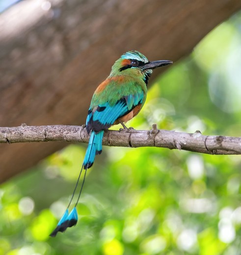 Prachtige vogels in het natuurreservaat Chocoyero, Managua