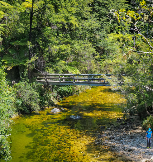 Wandelen door de bossen, Abel Tasman, Nieuw-Zeeland