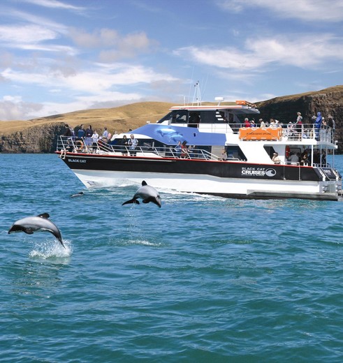 Harbour cruise bij Akaroa