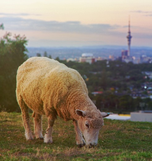 Schaap met de skyline van Auckland, Nieuw-Zeeland