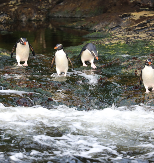 Nieuw-Zeeland-Doubtful-Sound-Overnight-Cruise10