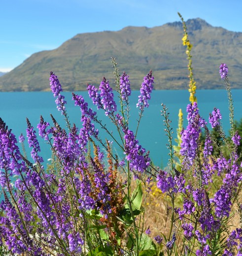 Lake Wanaka, Nieuw-Zeeland