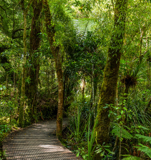 Nieuw-Zeeland-Noordereiland-Hokianga-Waipoua-Kauri-Forest-1