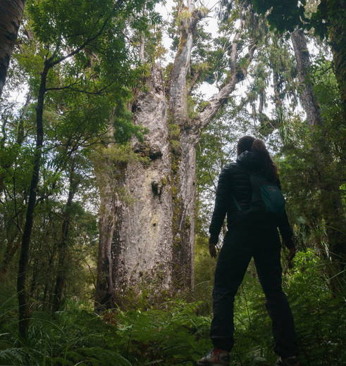 Nieuw-Zeeland-Noordereiland-Hokianga-Waipoua-Kauri-Forest-4