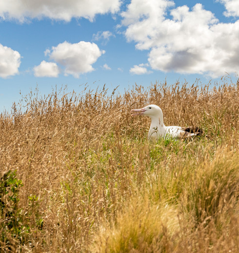 Nieuw-Zeeland-Otago-Peninsula-15