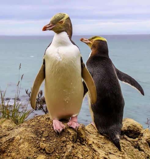 Nieuw-Zeeland, Otago Peninsula