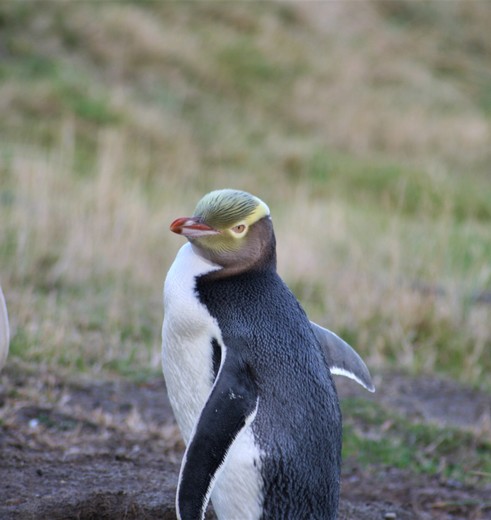 Yellow eyed pinguin bij Otago peninsula