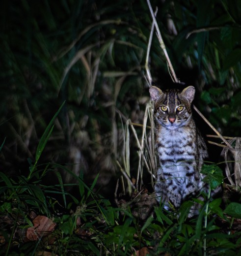 Dieren tijdens de nachtsafari bij Habarana