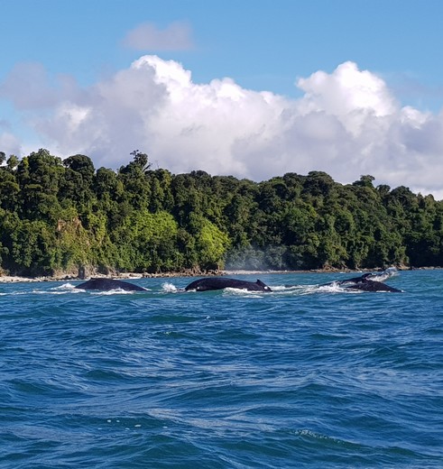Walvissen spotten voor de Pacific Coast van Nuquí, Colombia