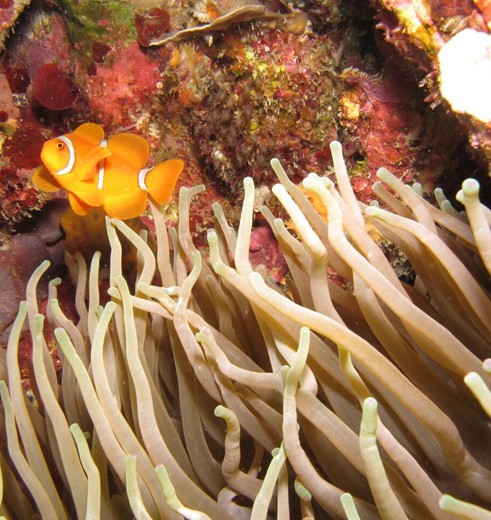 Nusa-Lembongan-Nemo_1_406354