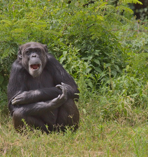 Chimpansees bij Ol Pejeta, Kenia