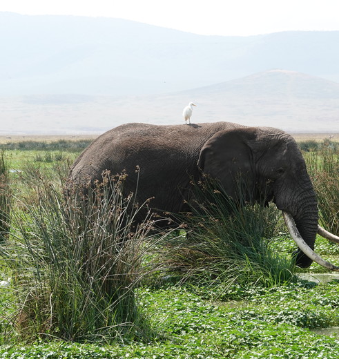 olifanten spotten in Ngororongoro Crater, Tanzania